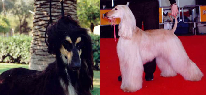 CantoSospesoXhannah