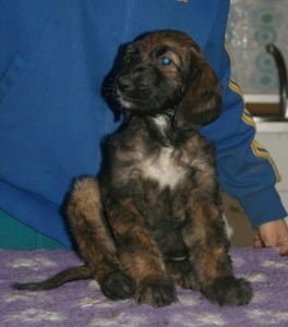 175.brindle-boy-head_2_11zon
