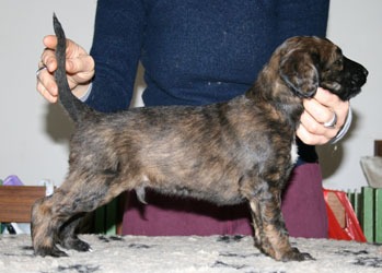 175.brindle male stand_3_11zon