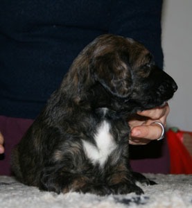 175.brindle male_4_11zon
