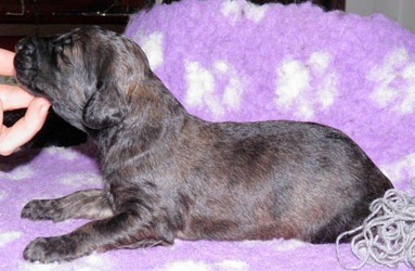 175.brindlemale2weeks_5_11zon