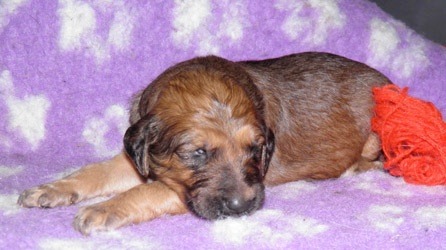 175.redmale2weeks_14_11zon