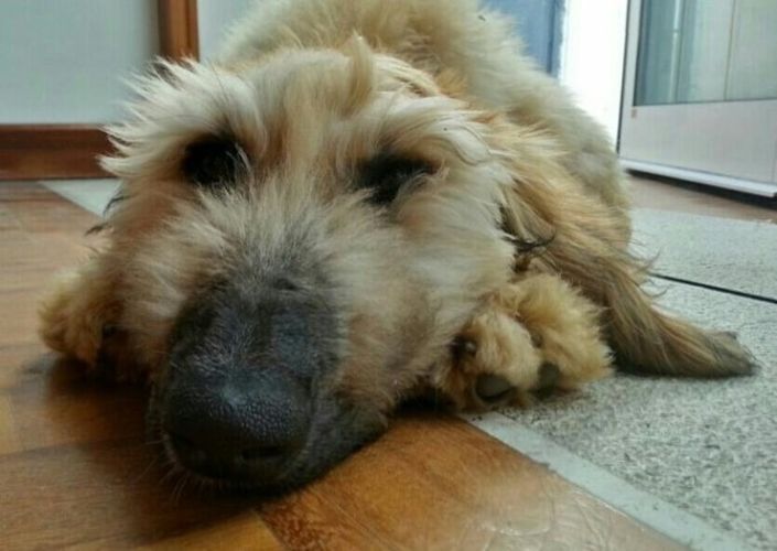 Ambrapuppy2_4_11zon