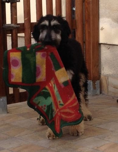 MiltonPup1_15_11zon
