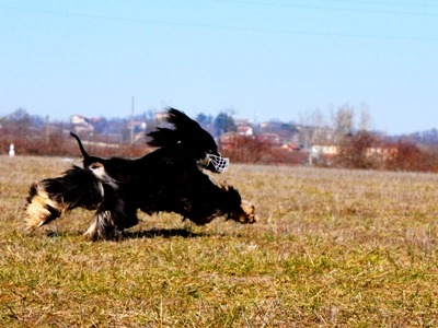 afghanrun_12_11zon