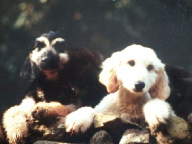puppies_13_11zon