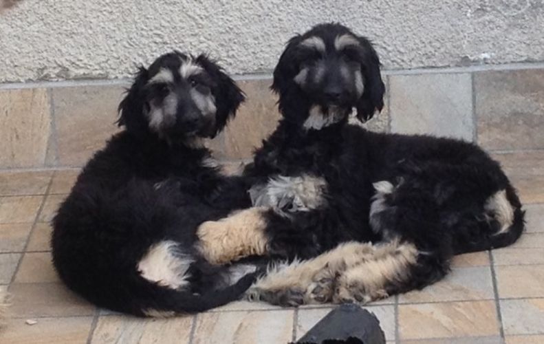 pups1_14_11zon