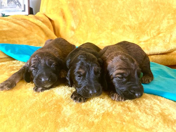 LeaderxMayaPups1_8_11zon