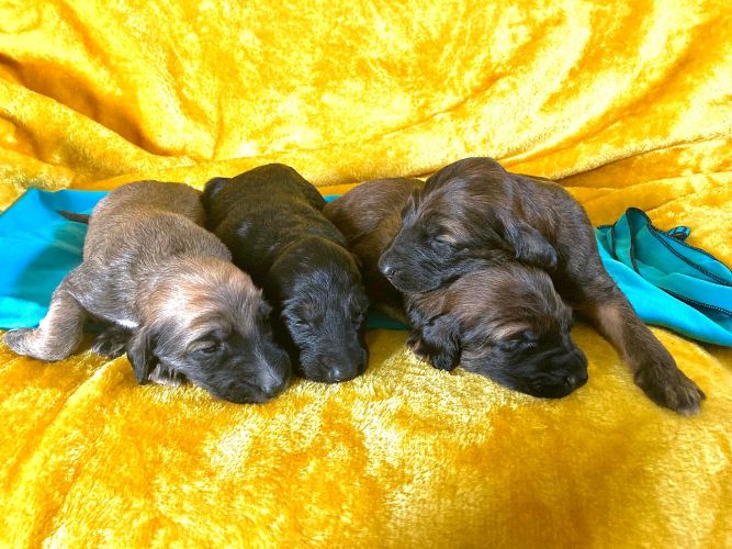 LeaderxMayaPups2_9_11zon