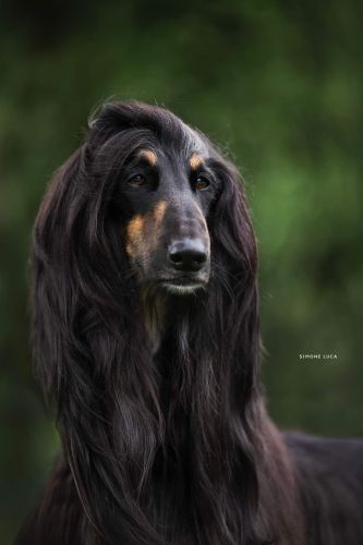 Malcom2023