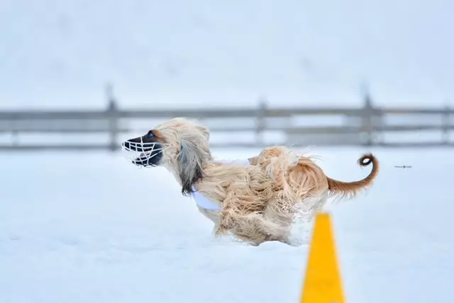 AnyConv.com__IMG_8533